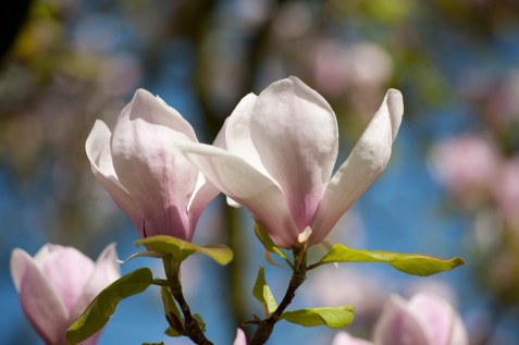 Magnolia soulangeana